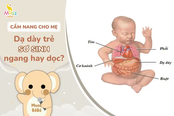 Dạ Dày Của Trẻ 2 Tháng Tuổi