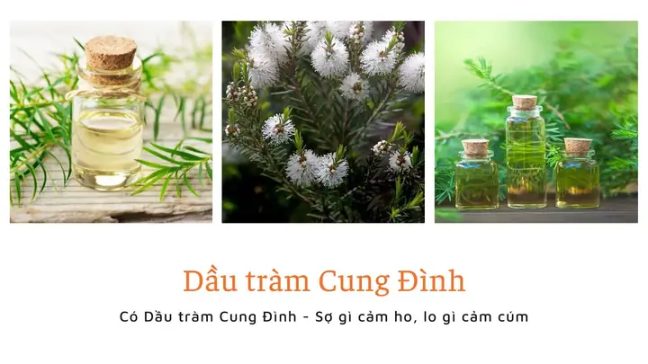 Dầu Tràm Có Đuổi Muỗi Được Không