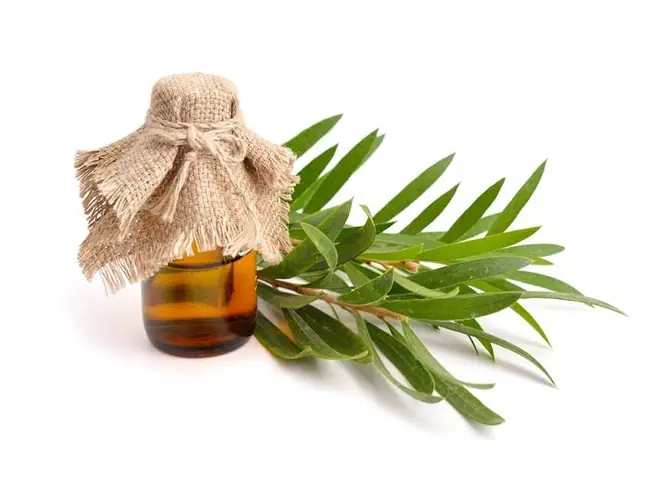 Dầu Tràm Dùng Để Làm Gì
