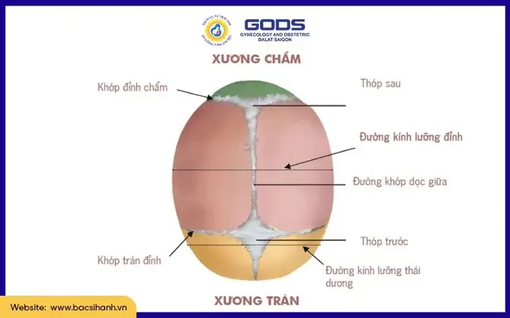 Dk Luong Dinh Cua Thai Nhi La Gi Dk Luong Dinh Cua Thai Nhi La Gi