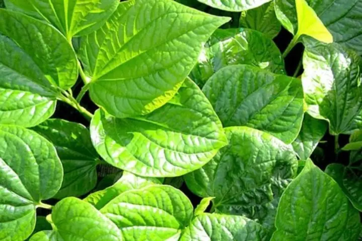 Đồ Ăn Gây Mất Sữa Mẹ