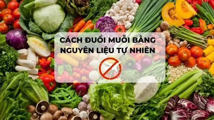 Đuổi Muỗi Bằng Cách Tự Nhiên Đuổi Muỗi Bằng Cách Tự Nhiên
