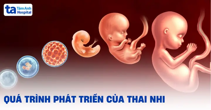 Giai Đoạn Phát Triển Của Bé