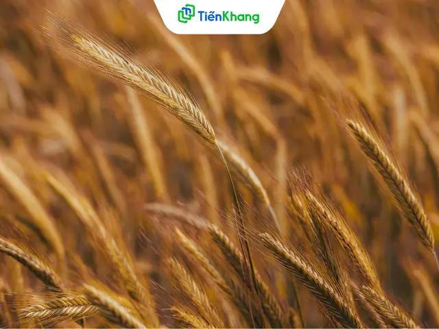Gluten Co Trong Thuc Pham Gi