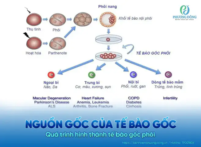 Gửi Tế Bào Gốc Để Làm Gì