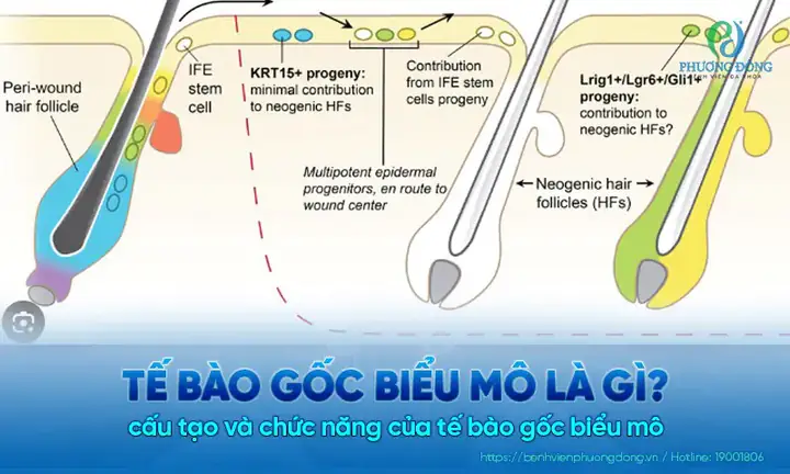 Gửi Tế Bào Gốc Để Làm Gì