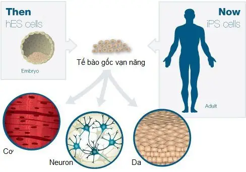 Gửi Tế Bào Gốc Để Làm Gì