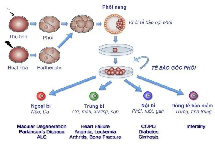 Gửi Tế Bào Gốc Để Làm Gì