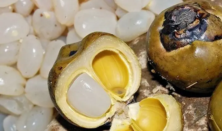 Hạt Đác Có Tốt Cho Bà Bầu