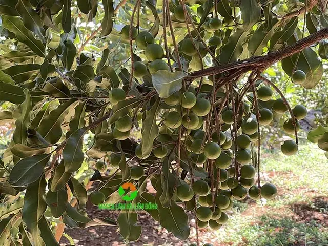 Hạt Macca Tốt Cho Bà Bầu