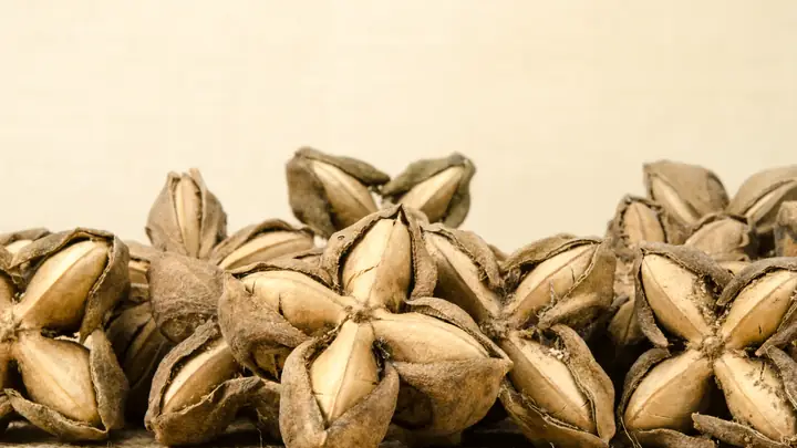 Hạt Sachi Ăn Như Thế Nào