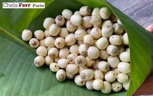 Hạt Sen Có Lợi Sữa Không