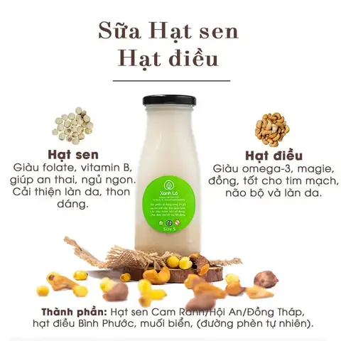 Hạt Sen Có Lợi Sữa Không