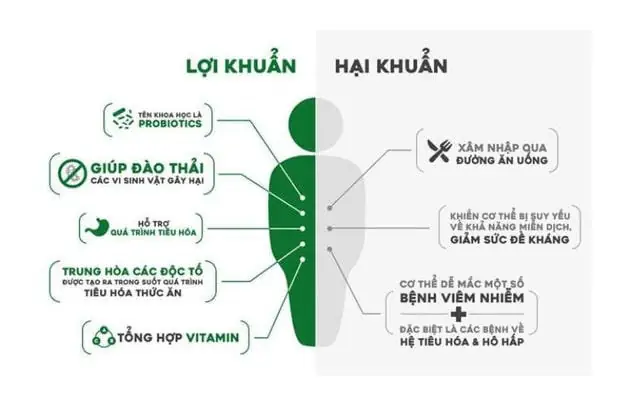 Hệ Vi Sinh Vật Trong Sữa Chua
