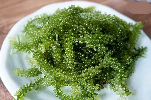 Hình Ảnh Các Loại Rong Biển