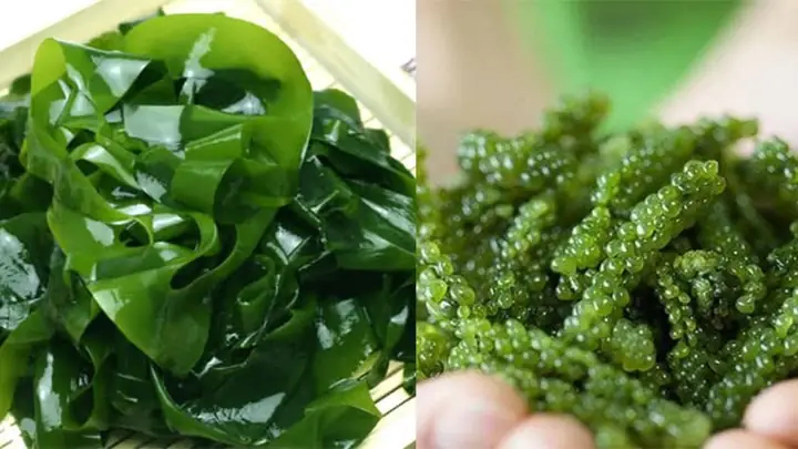 Hình Ảnh Các Loại Rong Biển