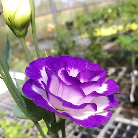 Hình Ảnh Hoa Cát Tường Đẹp