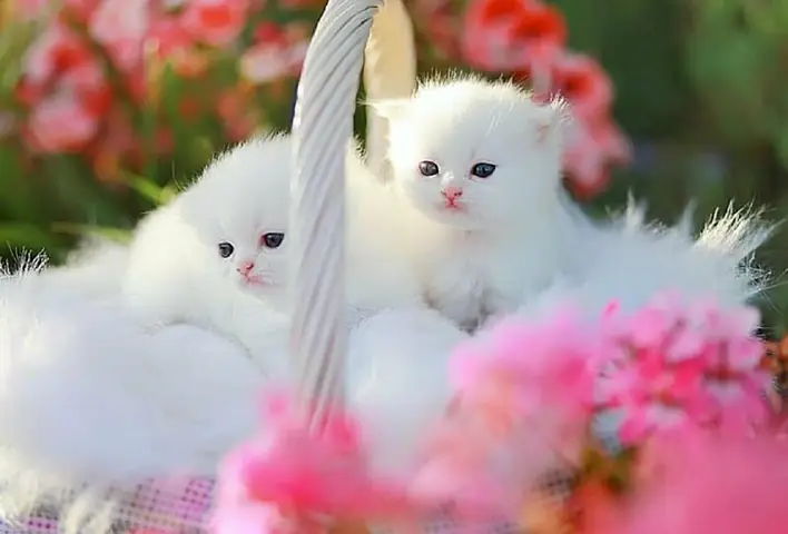 Hình Ảnh Những Chú Mèo Con Dễ Thương