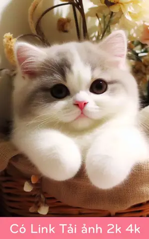 Hình Ảnh Những Chú Mèo Dễ Thương