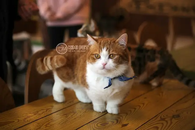 Hình Ảnh Những Chú Mèo Dễ Thương