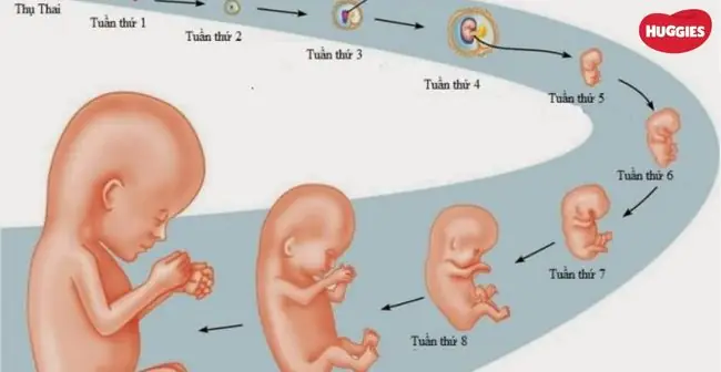 Hình Ảnh Thai 1 Tuần Tuổi