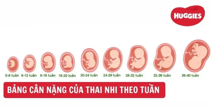 Hinh Anh Thai Ky Theo Tuan