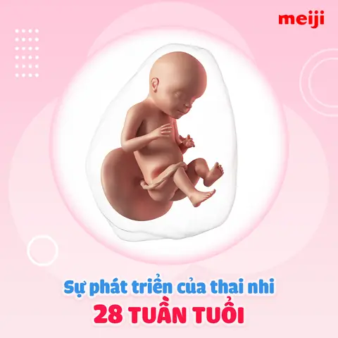 Hình Ảnh Thai Nhi 28 Tuần Tuổi Hình Ảnh Thai Nhi 28 Tuần Tuổi