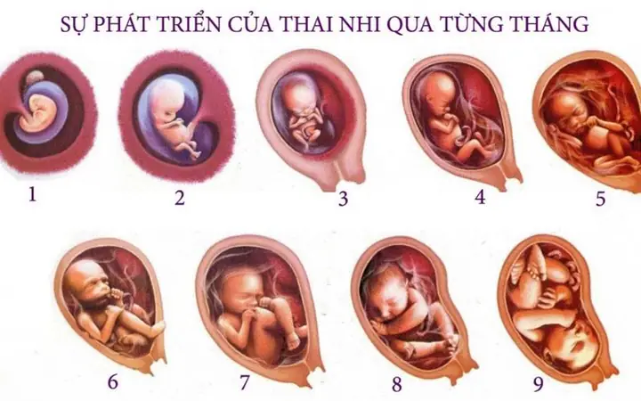 Hinh Anh Thai Nhi 6 Thang Trong Bung Me
