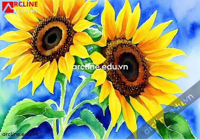 Hoa Hướng Dương Vẽ Màu Nước