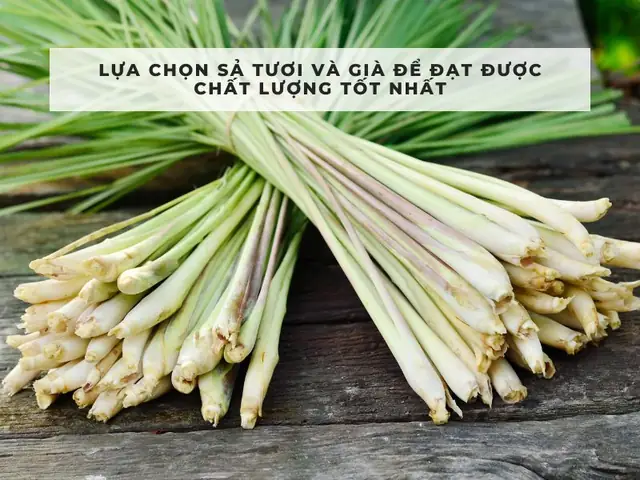 Hướng Dẫn Cách Làm Tinh Dầu Sả
