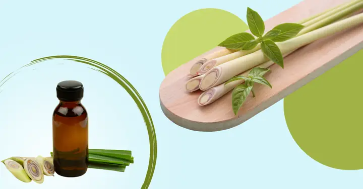 Hướng Dẫn Cách Làm Tinh Dầu Sả