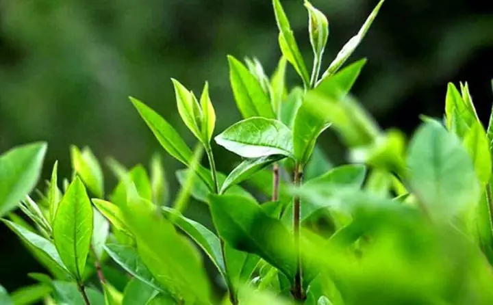 Hướng Dẫn Đắp Mặt Nạ Trà Xanh
