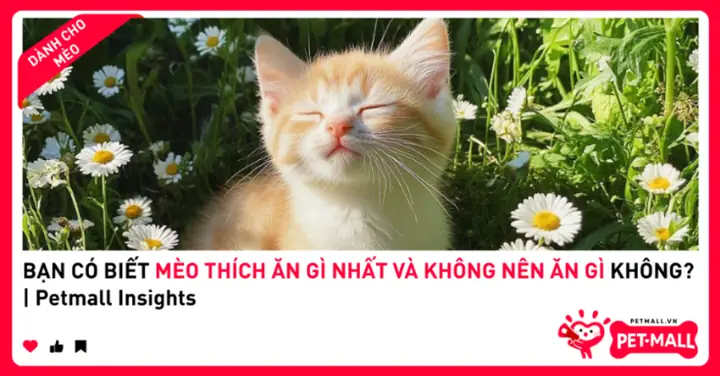 Khẩu Trang Ciao Có Tốt Không
