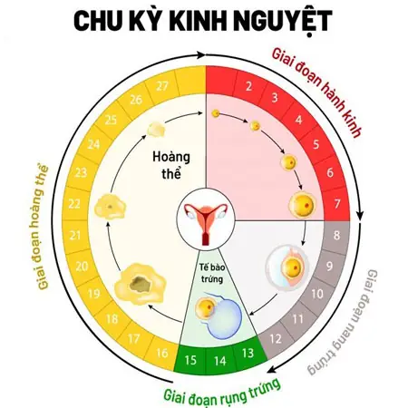 Không Có Kinh Nguyệt Có Thai Không