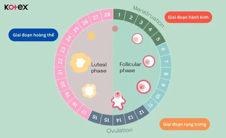 Không Có Kinh Nguyệt Có Thai Không