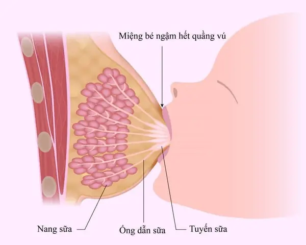 Kích Sữa Là Như Thế Nào