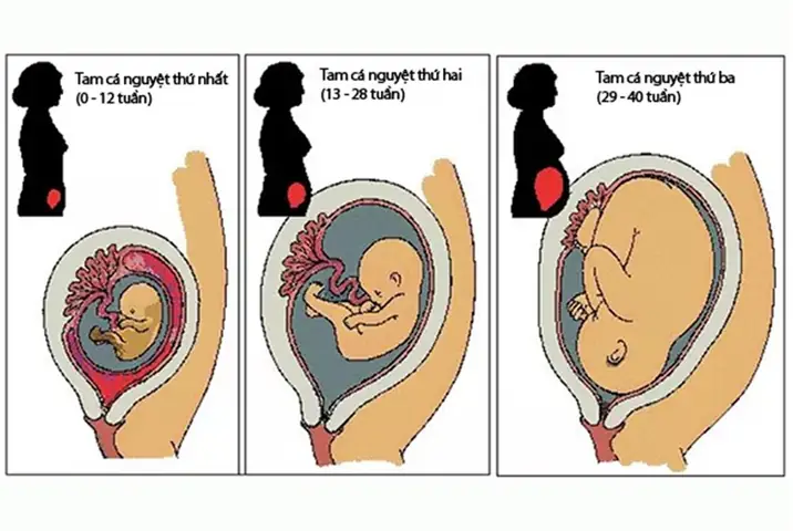 Kích Thước Tử Cung Bình Thường Là Bao Nhiêu