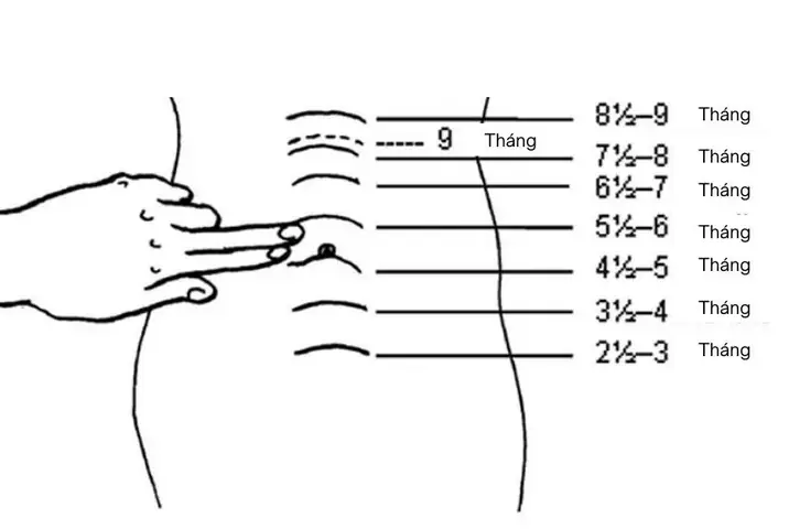Kích Thước Tử Cung Bình Thường Là Bao Nhiêu