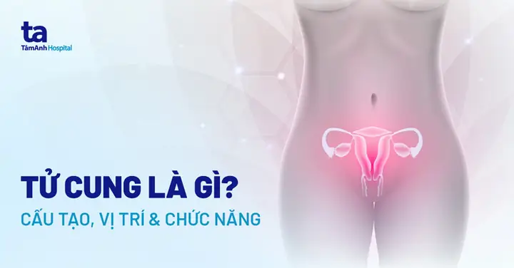 Kích Thước Tử Cung Bình Thường Là Bao Nhiêu