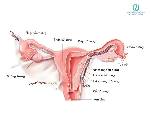 Kích Thước Tử Cung Bình Thường Là Bao Nhiêu