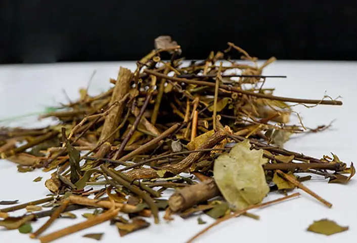 Lá Chè Vằng Mua Ở Đâu