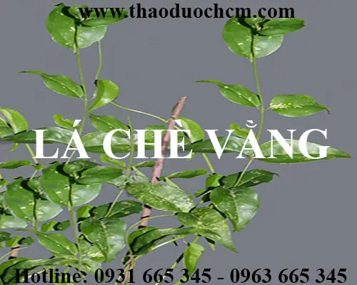 Lá Chè Vằng Mua Ở Đâu