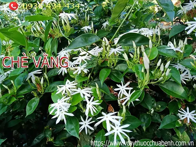 Lá Chè Vằng Mua Ở Đâu
