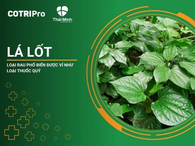 Lá Lốt Đắp Mặt Có Tác Dụng Gì