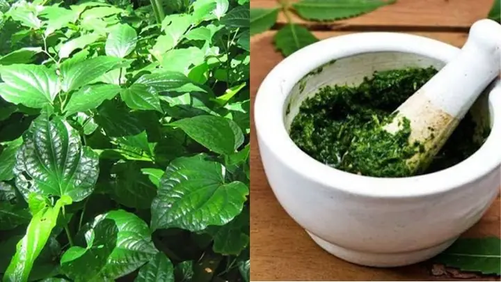 Lá Lốt Đắp Mặt Có Tác Dụng Gì