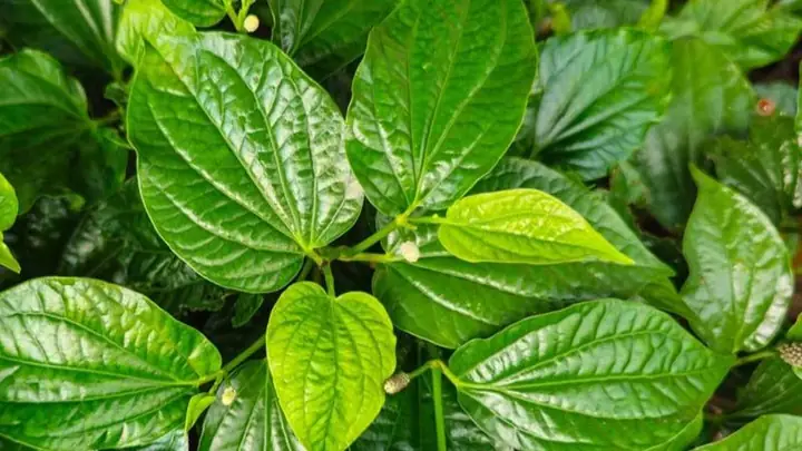 Lá Lốt Đắp Mặt Có Tác Dụng Gì