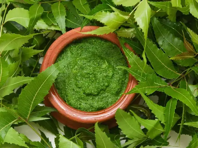 Lá Neem Ấn Độ Có Tác Dụng Gì
