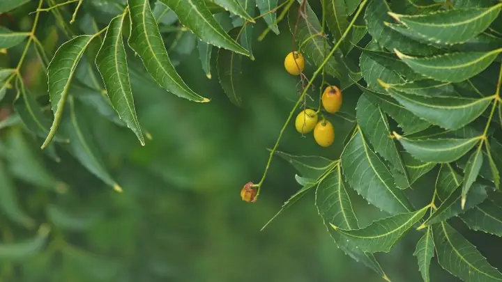 Lá Neem Ấn Độ Có Tác Dụng Gì