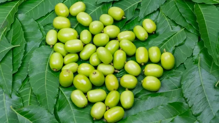 Lá Neem Ấn Độ Có Tác Dụng Gì