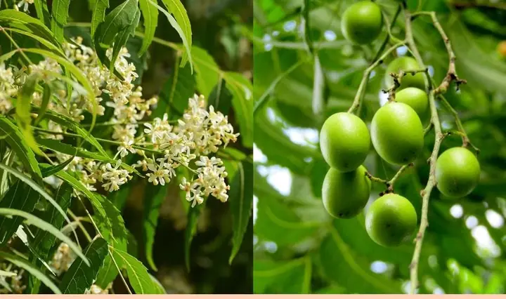 Lá Neem Có Tác Dụng Gì